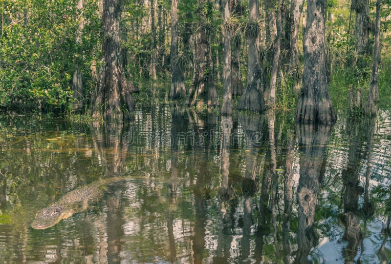 Scenic Drive Cypress National Preserve, Everglades National Park, Florida, USA - July 18, 2018: Alligator in water out in the everglade, within the Big Cypress Preserve. Scenic Drive Cypress National Preserve, Everglades National Park, Florida, USA - July 18, 2018: Alligator in water out in the everglade, within the Big Cypress Preserve