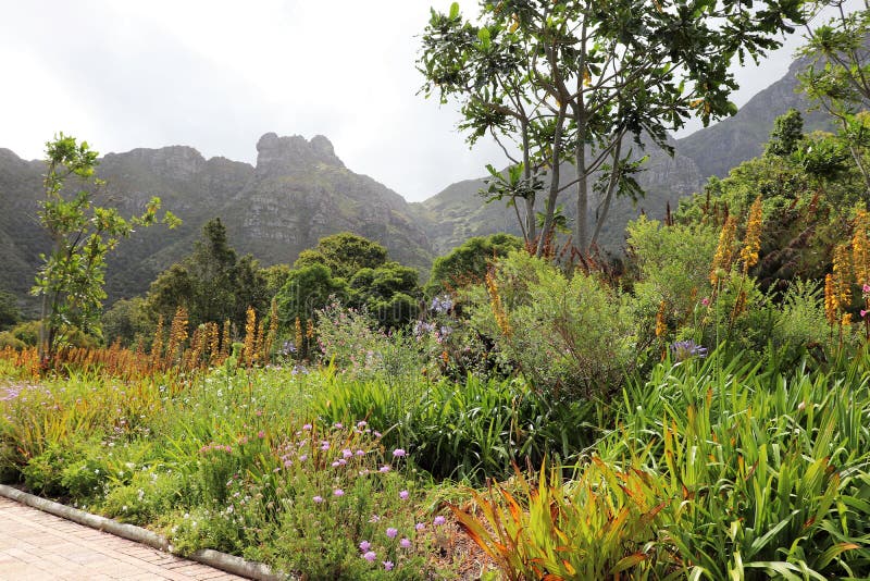 Nationaler Botanischer Garten Kirstenbosch In Cape Town Stockbild