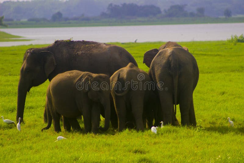 Nationalpark för asiatisk lös Eliphant - Sri Lanka minneriya arkivbild Nationalpark för asiatisk lös Eliphant - Sri Lanka minneriya arkivbild
