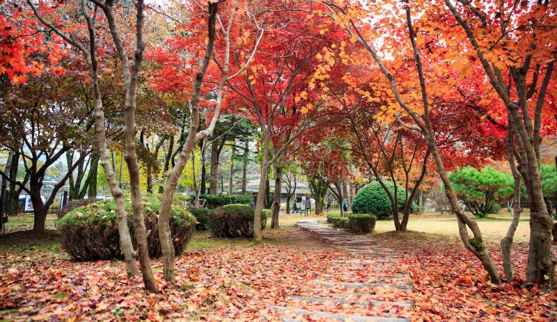 Nationalparks von nami Insel, Korea stockfoto Nationalparks von nami Insel, Korea stockfoto