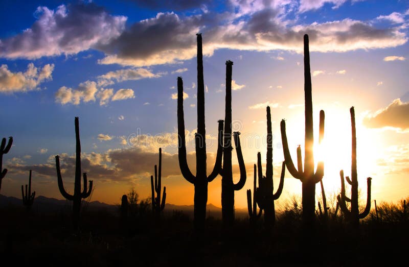 nationalparksaguaro royaltyfria foton nationalparksaguaro royaltyfria foton