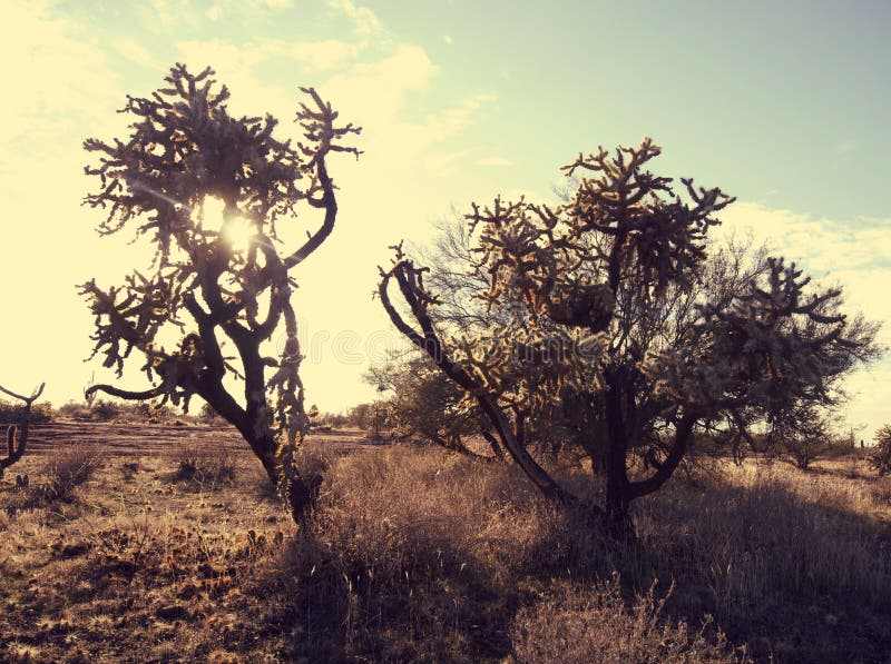 Joshua Tree Nationalpark, Kalifornien arkivfoto