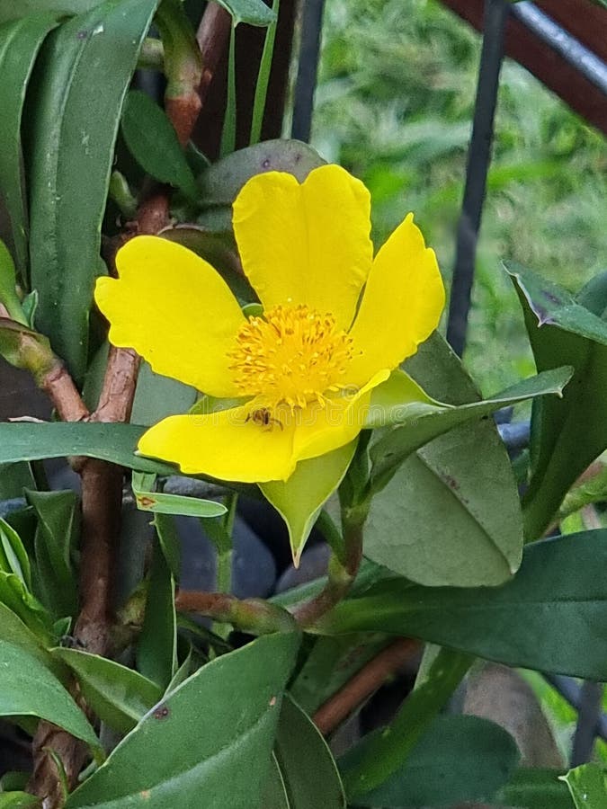 Native Australian Beautiful Yellow Flower Stock Photo Image of herb