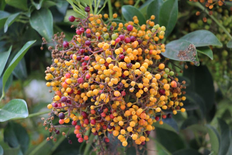 Native Australian Berries stock photo. Image of botanicalgardens 56087320