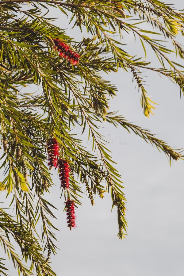 Native Australian Bottle Brush Callistemon Tree in Bloom with Red