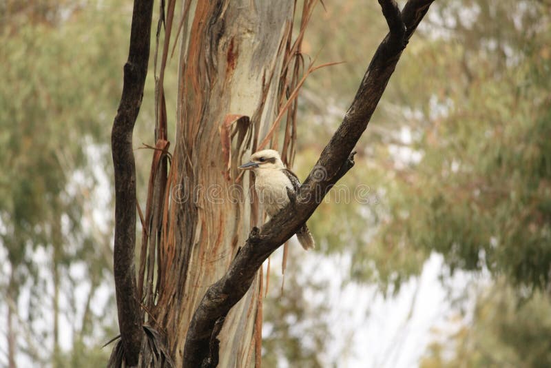 Native Australian Kookaburras in a forest of gumtrees