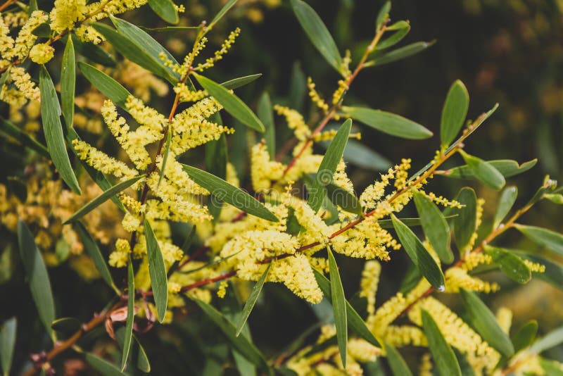 The Wattle Tree by John Bell The Wattle Tree by John Bell