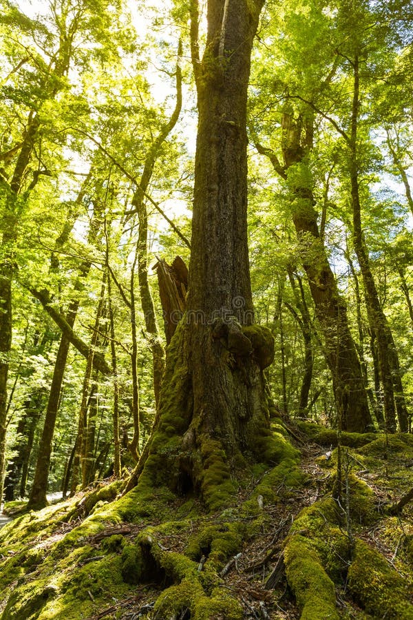 Native beech forest stock photo. Image of fresh, mystery 66340312