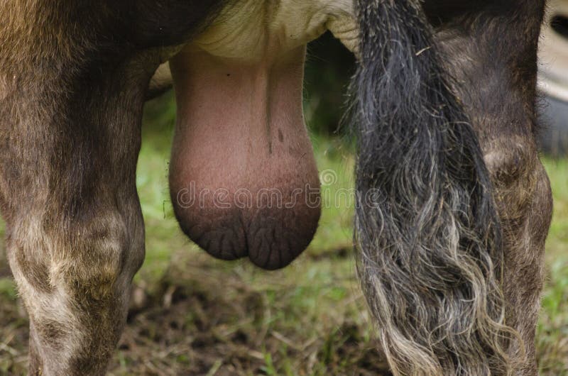 215 Animal Testicles Stock Photos - Free & Royalty-Free Stock Photos from  Dreamstime
