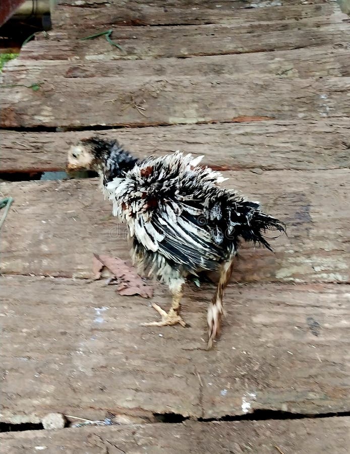Native Chicken with Feathers Upside Stock Image Image of feathers