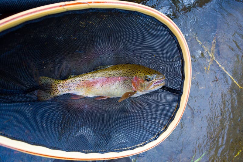 Native Deschutes Redside Rainbow Trout Stock Image Image of oregon