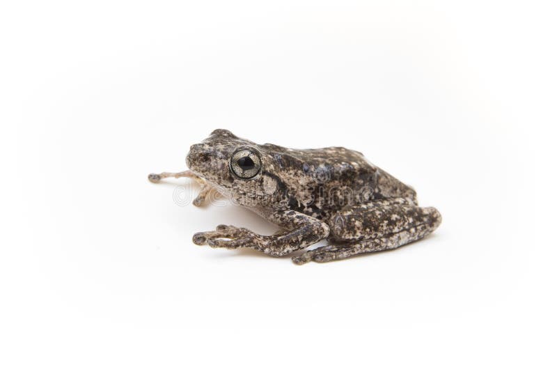 A Native Freycinet`s Frog, Australia