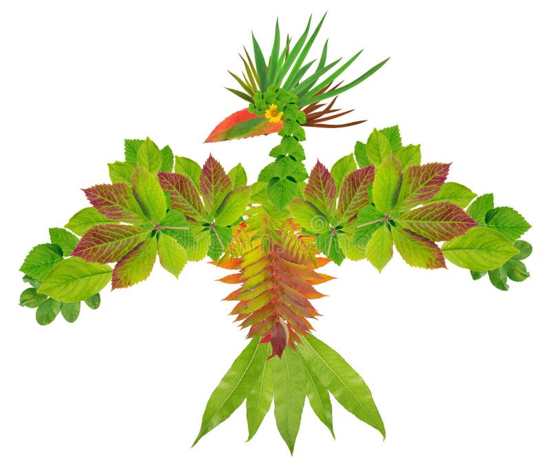 Native green eagle ancient symbol from leaves isolated stock images.