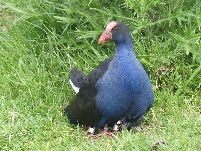 Native New Zealand Pukeko covering its chicks