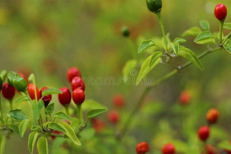 Native Pepper of Texas Chiltepin Pepper Capsicum Annuum Var