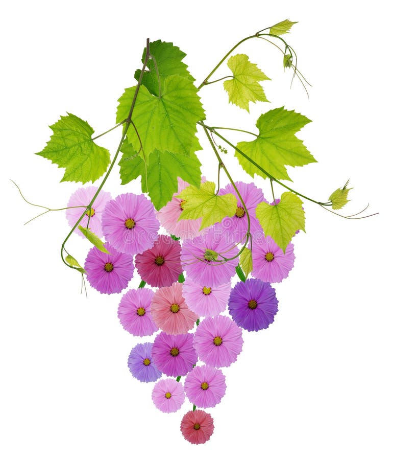 Native symbol of bunch of grapes made from flowers isolated royalty free stock photography.