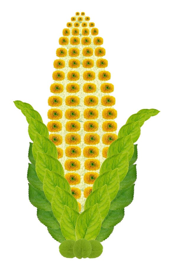 Native symbol of yellow ear of corn made from flowers isolated stock images.