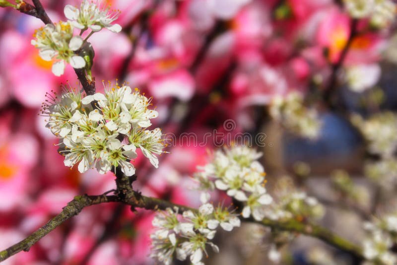 Native Texas Plum Tree with Blossoms with Cherry Blossoms in Background
