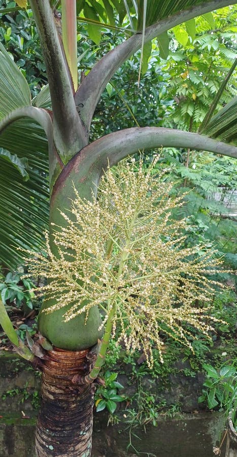 Native to New Zealand, the Nikau palm stands as a symbol of resilience and natural beauty. stock image
