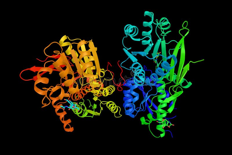 Natriuretic peptide precursor C, also known as NPPC, a protein w