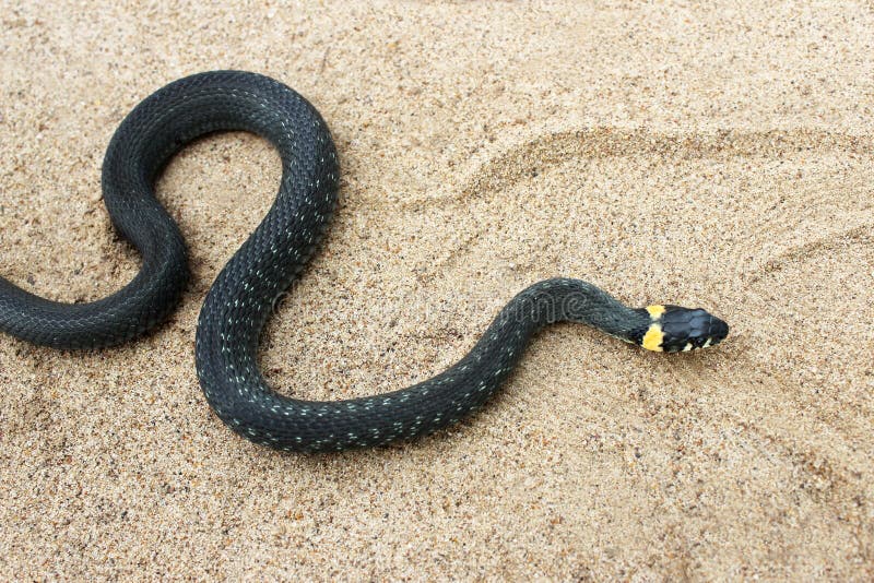 Natrix. Black Snake Crawling on the Sand. Stock Photo Image of black