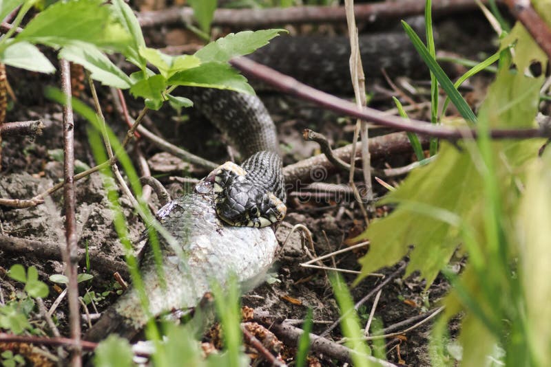 Grass Snake Natrix Natrix Playing Dead Stock Photo 164627012