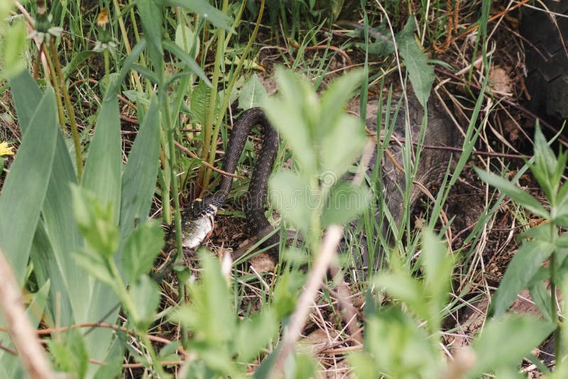 Grass Snake Natrix Natrix Playing Dead Stock Photo 164627012