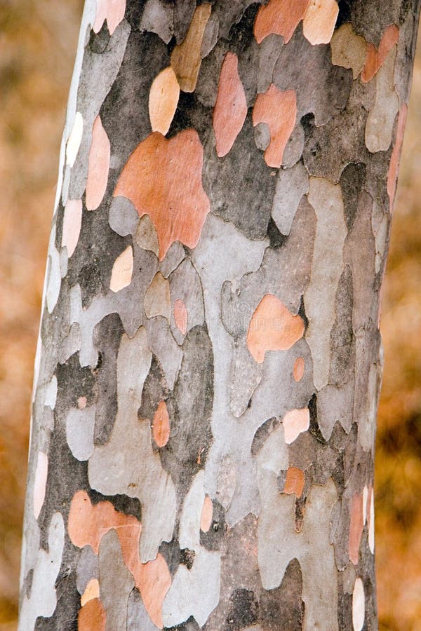 164 Stewartia Tree Stock Photos - Free & Royalty-Free Stock 164 Stewartia Tree Stock Photos - Free & Royalty-Free Stock