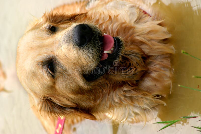 Natte gouden retriever in vijver stock afbeelding Natte gouden retriever in vijver stock afbeelding