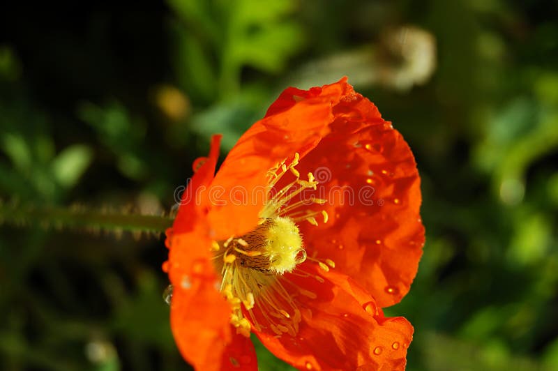 Natte Oranje Papaver stock foto Natte Oranje Papaver stock foto