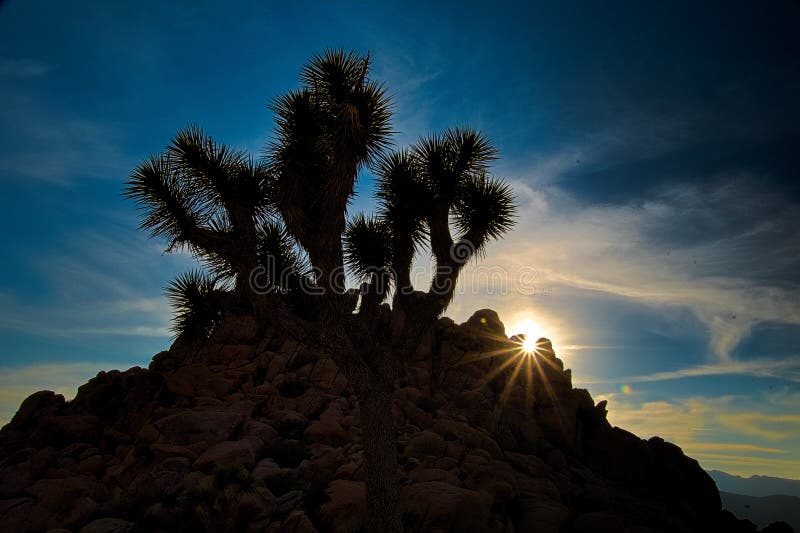 Natthimlar på Joshua Tree, Death Valley och lilla Tujunga royaltyfri bild Natthimlar på Joshua Tree, Death Valley och lilla Tujunga royaltyfri bild