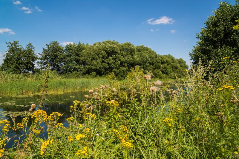 Natur av den centrala delen av Ryssland i sommar Front fokuserar royaltyfria bilder Natur av den centrala delen av Ryssland i sommar Front fokuserar royaltyfria bilder