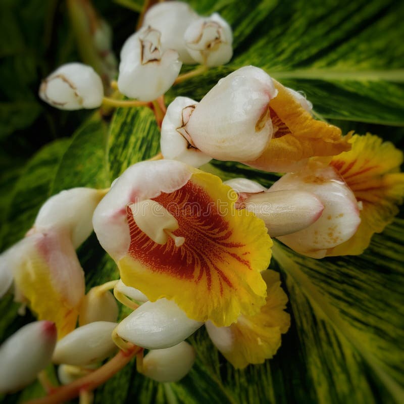 Natur Blomma _ tropiskt Blomma arkivbilder