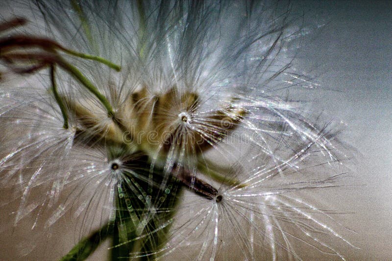 Natur för maskrosblommanärbild royaltyfri fotografi Natur för maskrosblommanärbild royaltyfri fotografi