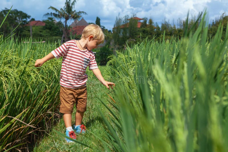Natur går i grön risterace. Lilla unge som vandrar genom stigen med vacker syn på Bali royaltyfri fotografi
