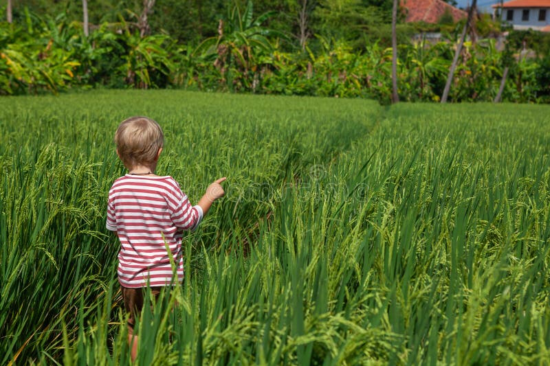 Natur går i grön risterace. Lilla unge som vandrar genom stigen med vacker syn på Bali royaltyfri bild