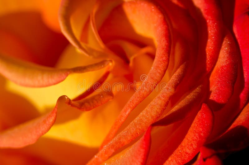 Natur-Zusammenfassung: Verloren in den leichten Falten der empfindlichen Rose stockfoto