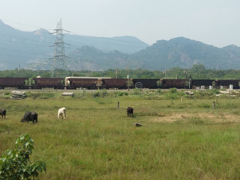 Natura Bellissima Con Colline E Animali Selvatici Nei Campi Verdi Con Treno E Binario Fotografia Stock Immagine Di Colline Nave