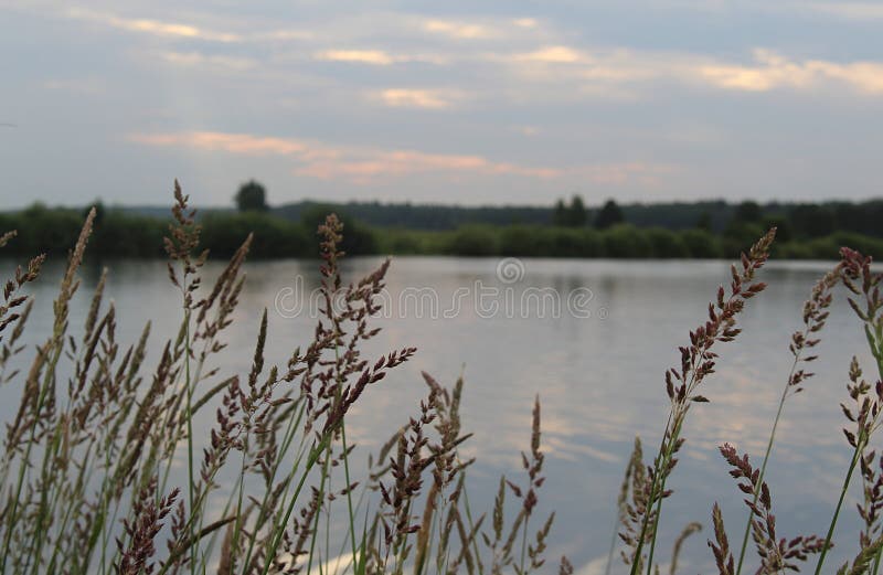 Natura di sera dal lago un giorno di estate immagine stock Natura di sera dal lago un giorno di estate immagine stock