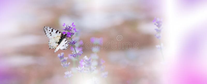 Incredibly beautiful Nature.Fantasy design.Modern Art. Magic Artistic Wallpaper.Dream, line.Background, colorful.Watercolor illustration. Background for relax.Web Banner .Abstract nature background.Beauty in Nature.Pure,clean.Plant,ecology.Yellow and Violet Color.Amazing Photo.Fresh,freshness.Softness,soft.Creative Wallpaper.Colorful Scene in Vintage Tones.Butterfly in Lavender Field.Golden Color. Incredibly beautiful Nature.Fantasy design.Modern Art. Magic Artistic Wallpaper.Dream, line.Background, colorful.Watercolor illustration. Background for relax.Web Banner .Abstract nature background.Beauty in Nature.Pure,clean.Plant,ecology.Yellow and Violet Color.Amazing Photo.Fresh,freshness.Softness,soft.Creative Wallpaper.Colorful Scene in Vintage Tones.Butterfly in Lavender Field.Golden Color.