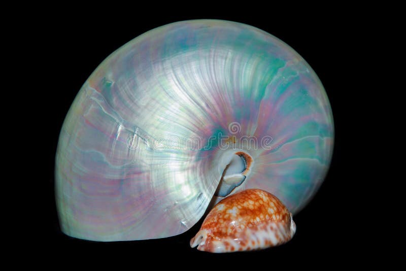 Natura morta con le coperture: nautilus e ciprea della perla immagini stock libere da diritti Natura morta con le coperture: nautilus e ciprea della perla immagini stock libere da diritti
