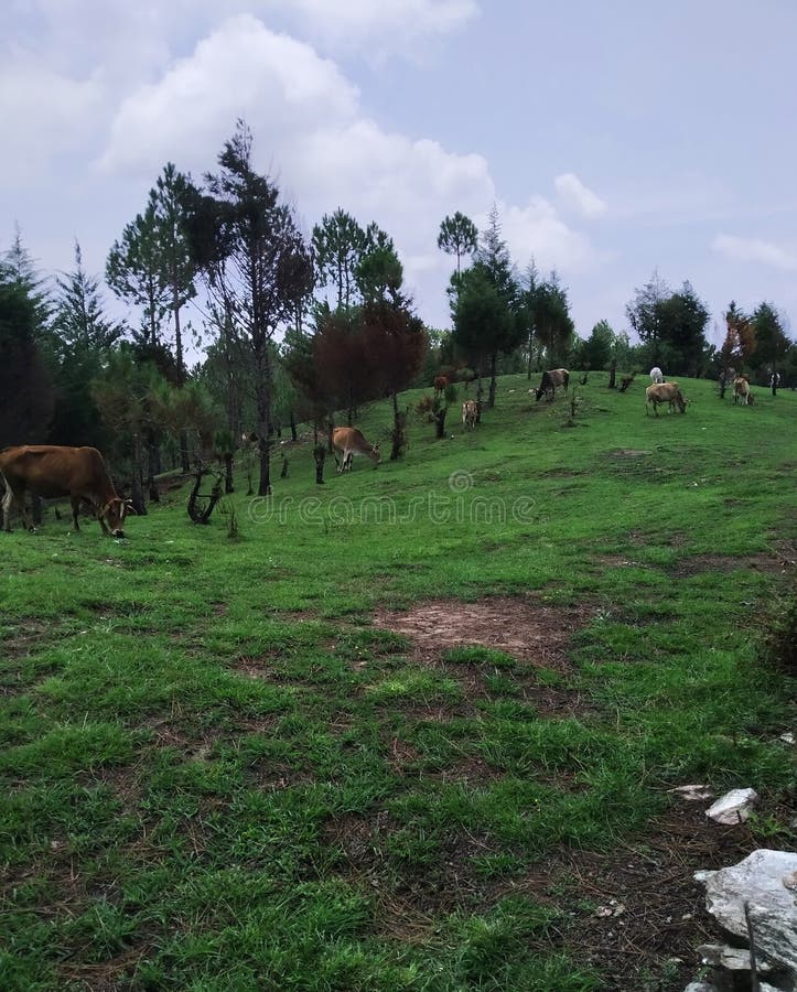 Natura w wzgórze terenie w uttarakhand ind obrazy stock Natura w wzgórze terenie w uttarakhand ind obrazy stock