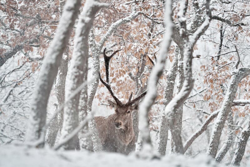 Natura zimowa. czerwone jelenie cervus elaphus duże zwierzę w siedlisku dzikiej fauny i flory. jelenie w dębowych drzewach górska zdjęcia royalty free