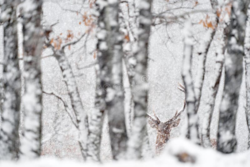 Natura zimowa. czerwone jelenie cervus elaphus duże zwierzę w siedlisku dzikiej fauny i flory. jelenie w dębowym studenu górskim fotografia stock