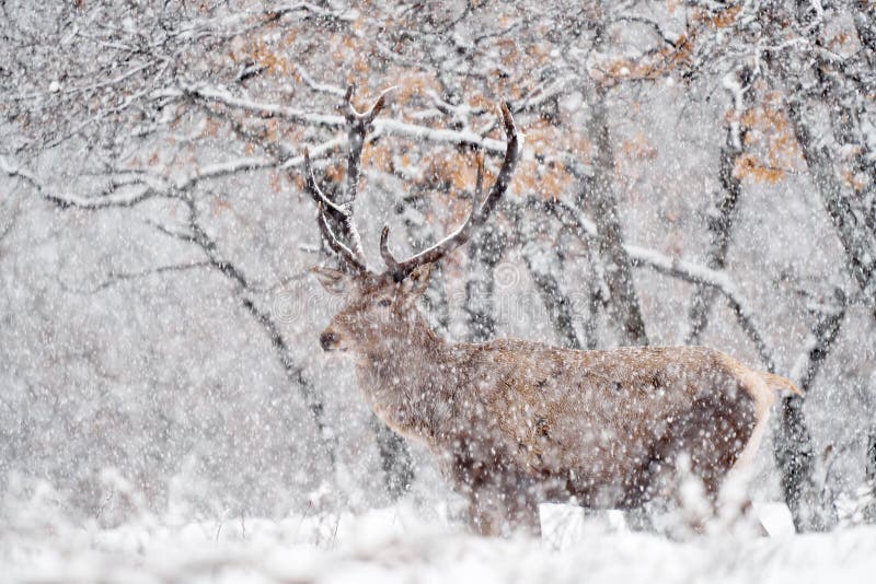 Natura zimowa. czerwone jelenie cervus elaphus duże zwierzę w siedlisku dzikiej fauny i flory. jelenie w dębowym studenu górskim zdjęcia royalty free