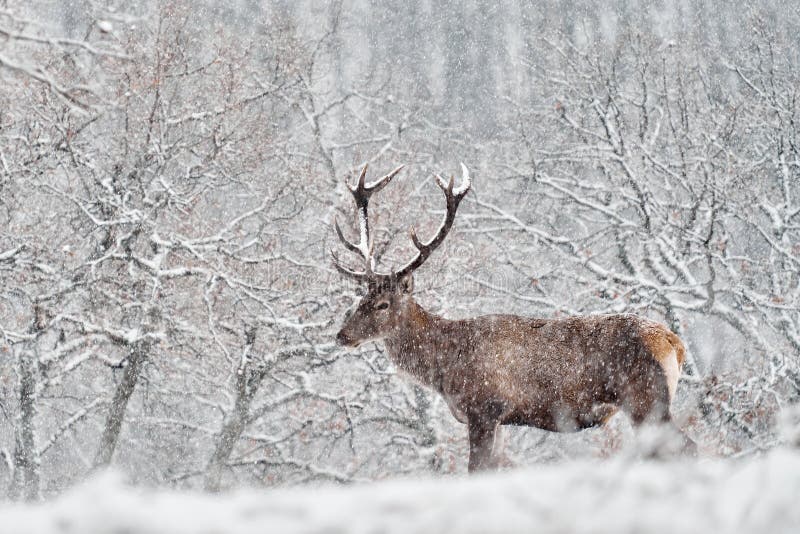 Natura zimowa. czerwone jelenie cervus elaphus duże zwierzę w siedlisku dzikiej fauny i flory. jelenie w dębowym studenu górskim obrazy stock