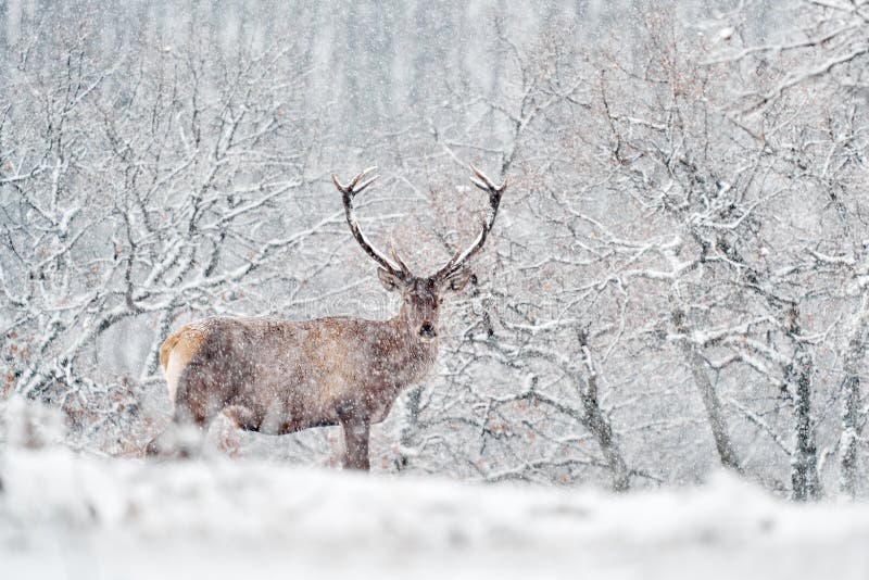 Natura zimowa. czerwone jelenie cervus elaphus duże zwierzę w siedlisku dzikiej fauny i flory. jelenie w dębowym studenu górskim zdjęcie stock