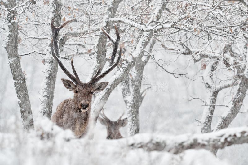 Natura zimowa. czerwone jelenie cervus elaphus duże zwierzę w siedlisku dzikiej fauny i flory. jelenie w dębowym studenu górskim obrazy royalty free