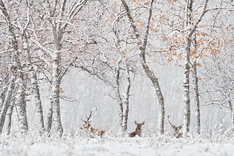 Natura zimowa. czerwone jelenie cervus elaphus duże zwierzę w siedlisku dzikiej fauny i flory. jelenie w dębowym studenu górskim zdjęcia royalty free