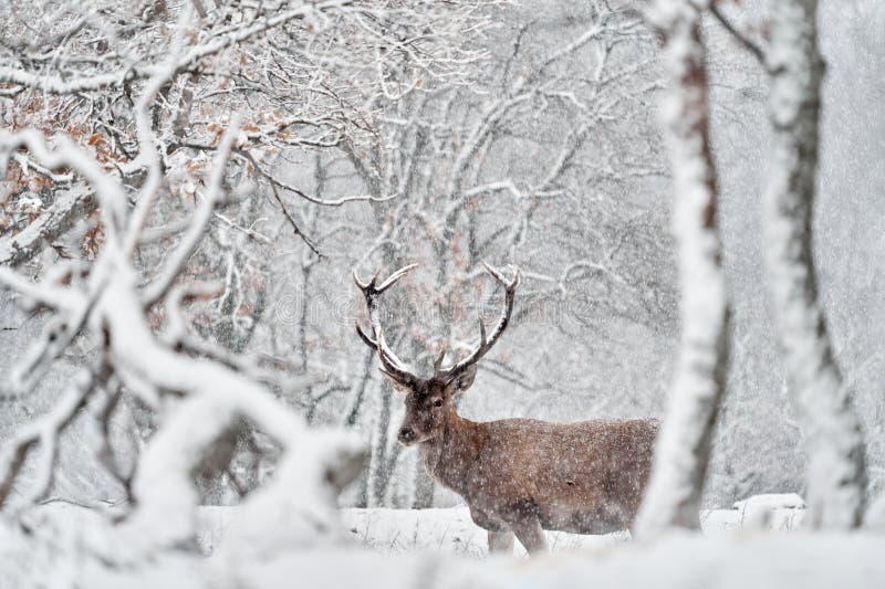 Natura zimowa. czerwone jelenie cervus elaphus duże zwierzę w siedlisku dzikiej fauny i flory. jelenie w dębowym studenu górskim obraz stock